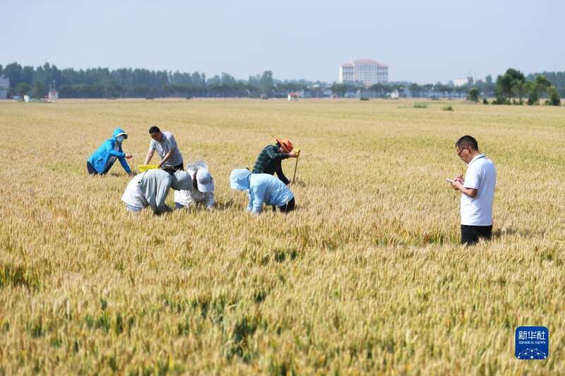 牢牢把住粮食安全主动权——以习近平同志为核心的党中央带领人民干好这件头等大事