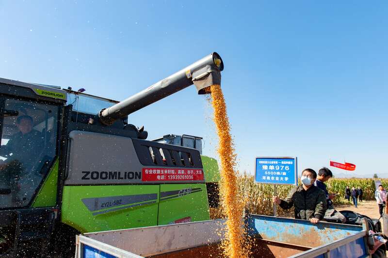 亩产970.8公斤！籽粒机收玉米新品种“豫单976”创佳绩