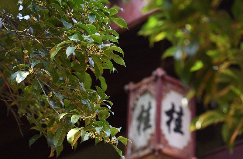 杭州:西湖景区晚桂次第盛开 满陇桂雨吸引游客