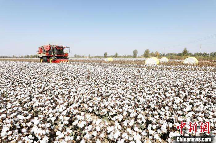 尉犁县兴平镇巴西阿瓦提村和阿克苏普乡棉花大田里,洁白的棉花吐絮成熟。 汪志鹏 摄