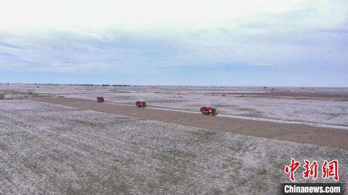 目前乌苏市日采棉花9.85万亩，预计11月初可全部完成采收。　张军 摄