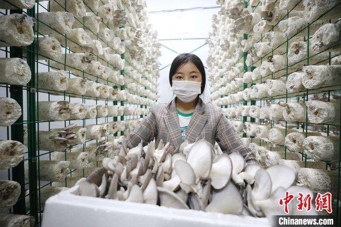 工人们在忙碌地采摘新鲜的蘑菇，确保按时供应 。　李靖海 摄