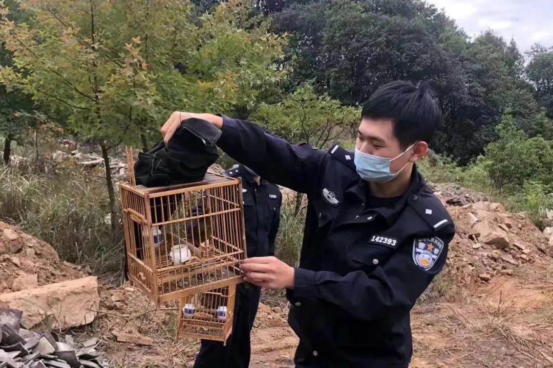 画眉鸟打鸟毛衣图片