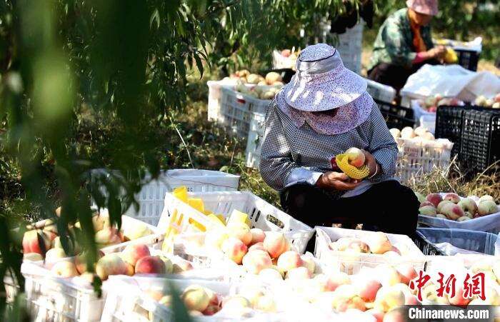 山东青年回归田园种冬桃座座“荒山”变“花果山”