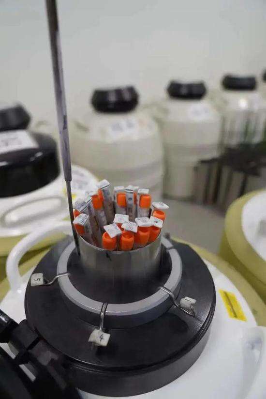 储精罐，上百亿的生命在这里“冬眠” 。国是直通车 曹旭帆 摄