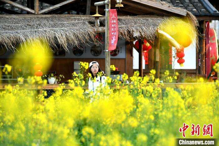 图为游客在梁厝特色历史文化街区观赏油菜花。　吕明 　摄