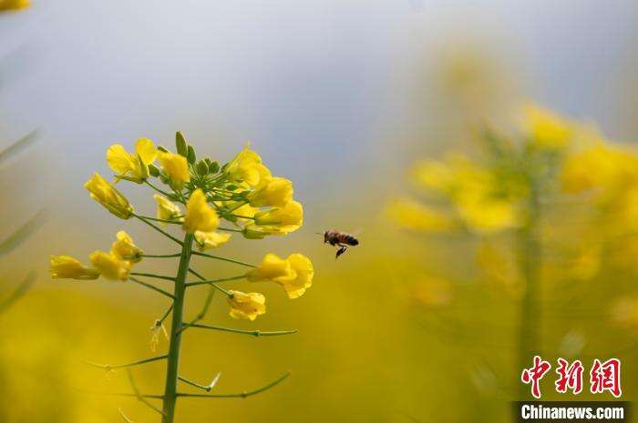 在贵州省从江县贯洞镇贯洞村，蜜蜂在油菜花田飞舞采蜜。　吴德军 摄