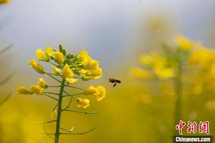 蜜蜂采油菜花图片图片