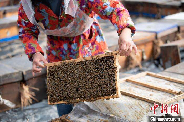 在贵州省从江县贯洞镇贯洞村，村民在油菜花田查看蜜蜂采蜜的情况。　吴德军 摄