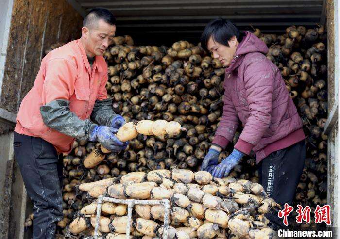 当地农民在采收莲藕。　陈家乐 摄