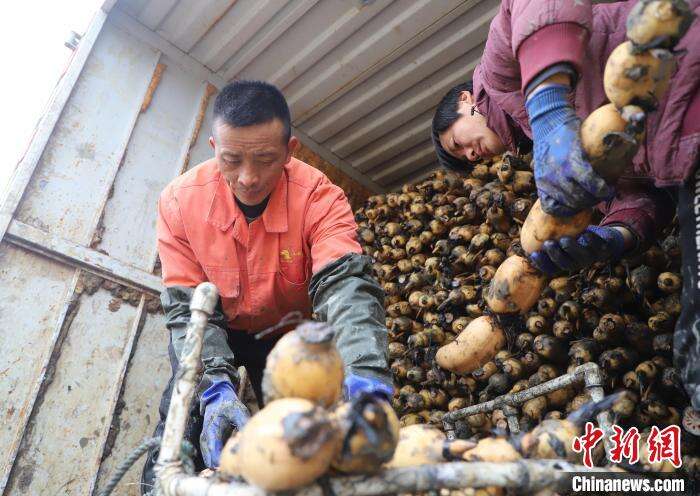 在肥西县丰乐镇蒋岗村莲藕种植基地，当地农民采收莲藕。　陈家乐 摄