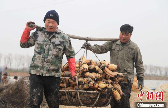 在肥西县丰乐镇蒋岗村莲藕种植基地，当地村民在搬运莲藕。　陈家乐 摄