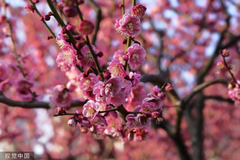 沙湖公园梅花图片