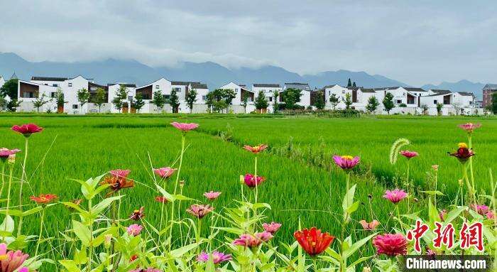 两会观察代表委员关注农村共同富裕乡村发展如何有人可用