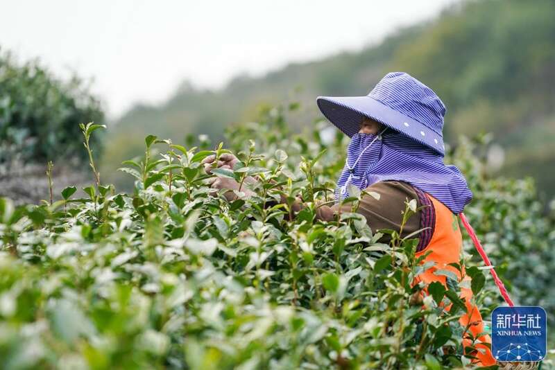 E星体育官方网站E星体育官网【健康解码】入夏饮茶好时节茶的“门道”你都了解吗？-新华网