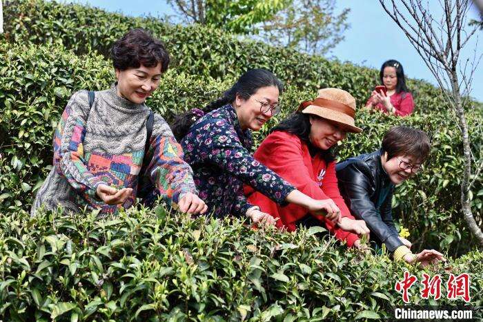 游客在生态茶园体验采茶。　王东明 摄