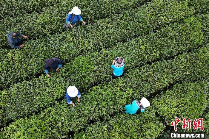 3月22日，茶农在贵州普安县茶源街道联盟村茶园采摘春茶。　李森 摄
