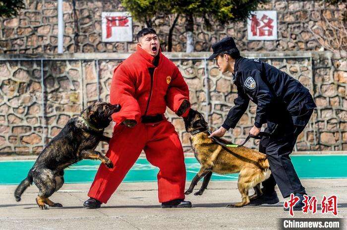 警犬向“犯罪分子”实施扑咬训练。　郑博文 摄