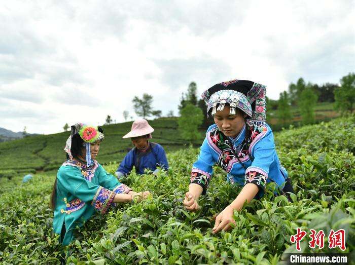 茶农在贵州普安县茶源街道联盟村茶园采摘春茶。　李森 摄