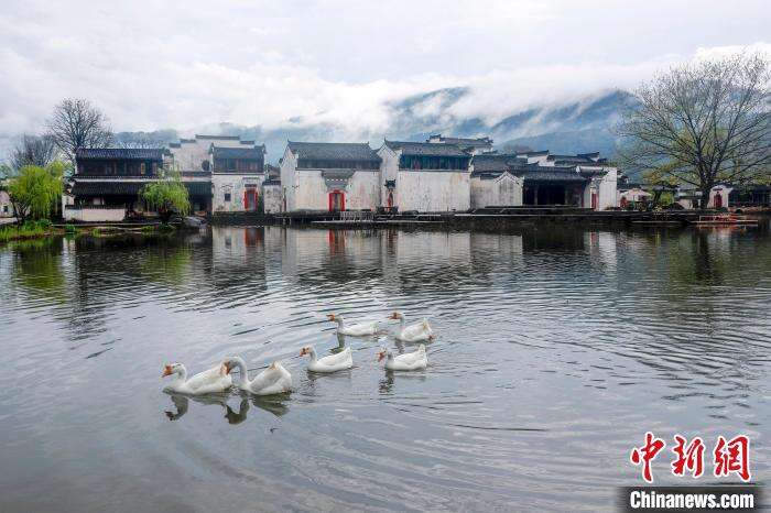群鹅在安徽省黄山市徽州区呈坎古村永兴湖内畅游。　施亚磊 摄