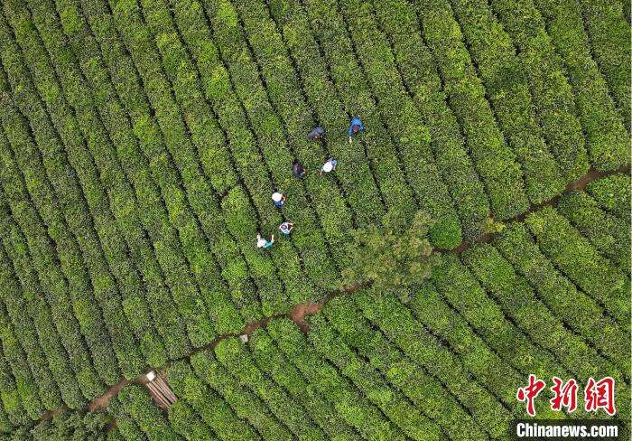 茶农在贵州普安县茶源街道联盟村茶园采摘春茶。　李森 摄