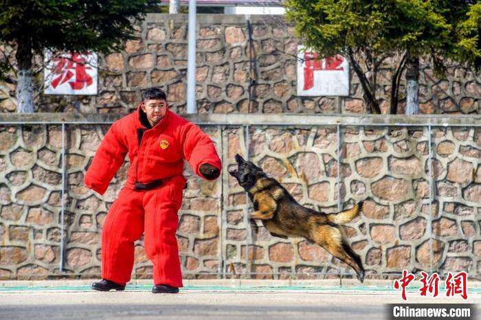 警犬向“犯罪分子”实施扑咬训练。　郑博文 摄