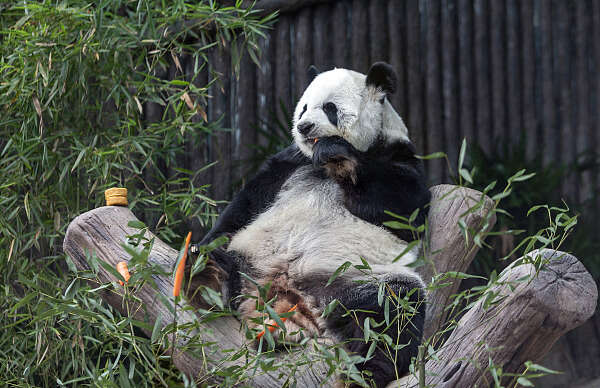 外交部 对旅泰大熊猫 林惠 离世感到难过