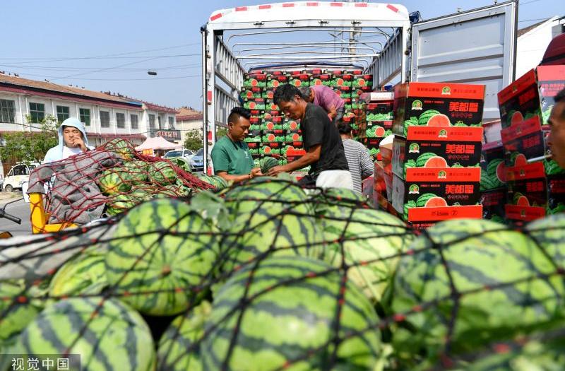 河南商丘：验瓜师3秒挑西瓜 月入三万余元