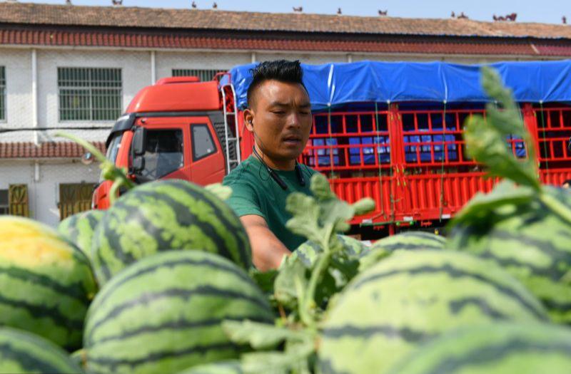 河南商丘：验瓜师3秒挑西瓜 月入三万余元