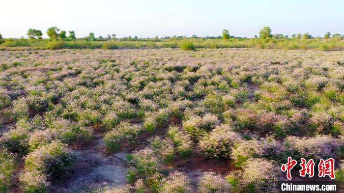 新疆尉犁县民众播种忙逾160万亩罗布麻扮靓塔克拉玛干沙漠