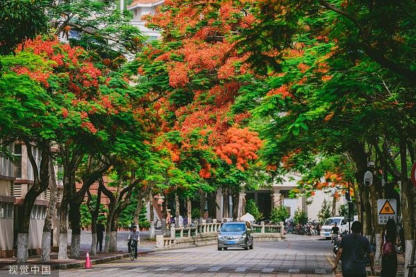 厦门大学毕业季凤凰花校园内绽放