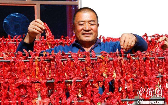 新疆巴里坤辣椒火红迎丰收