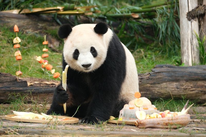 成都大熊猫福双享用生日大餐萌态十足
