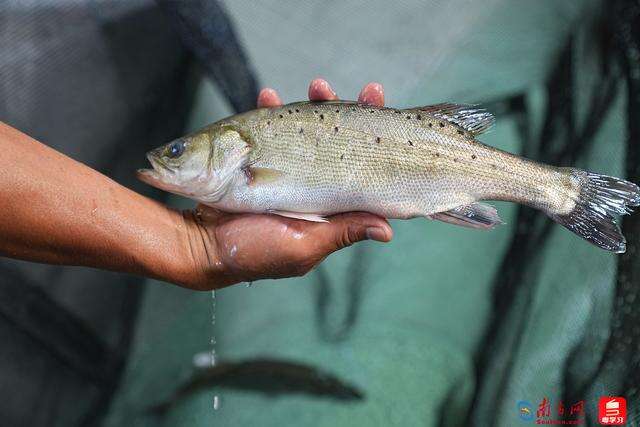 2022年,饒平縣萬佳水產有限公司來到這裡試點開展花鱸魚苗育種,希望能