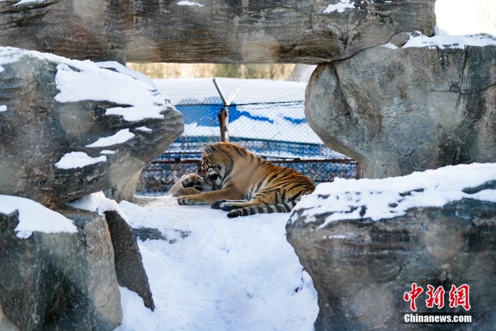 东北虎高清壁纸雪地图片