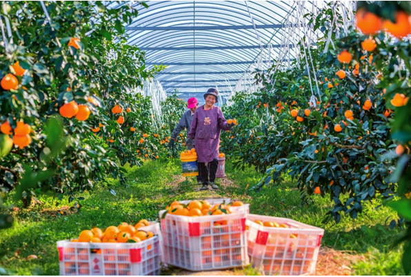 浙江象山：做好柑橘产业文章 让“红美人”“长红”(图1)