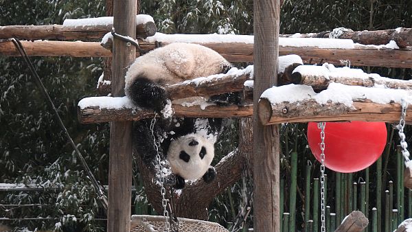 大熊猫下雪图片