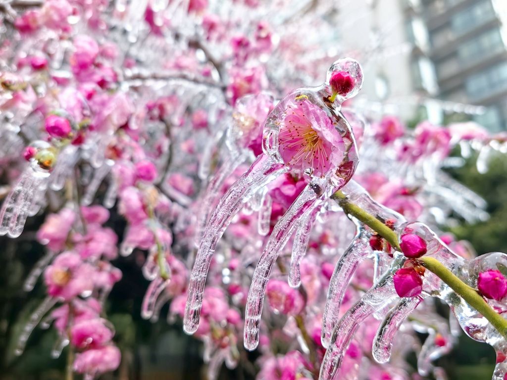 结冰图片花朵图片