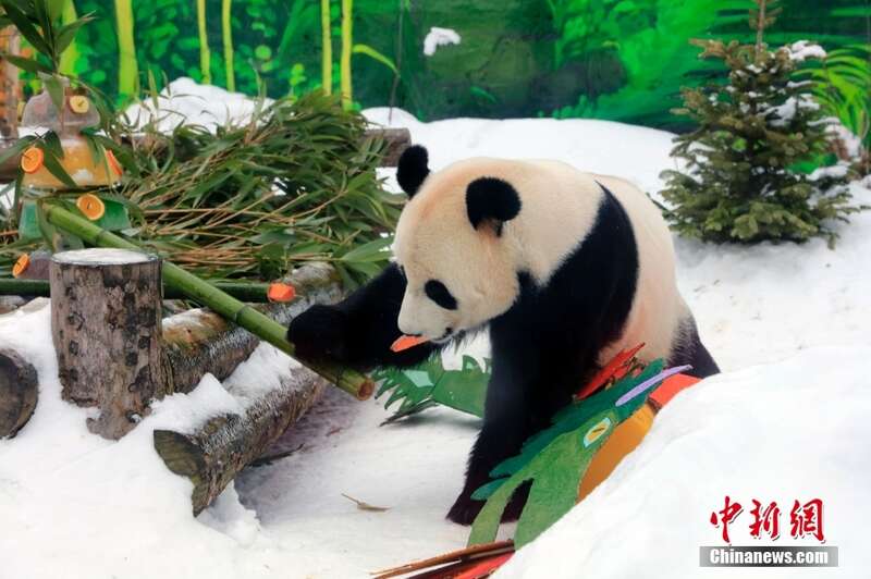 大熊猫抵达俄罗斯图片
