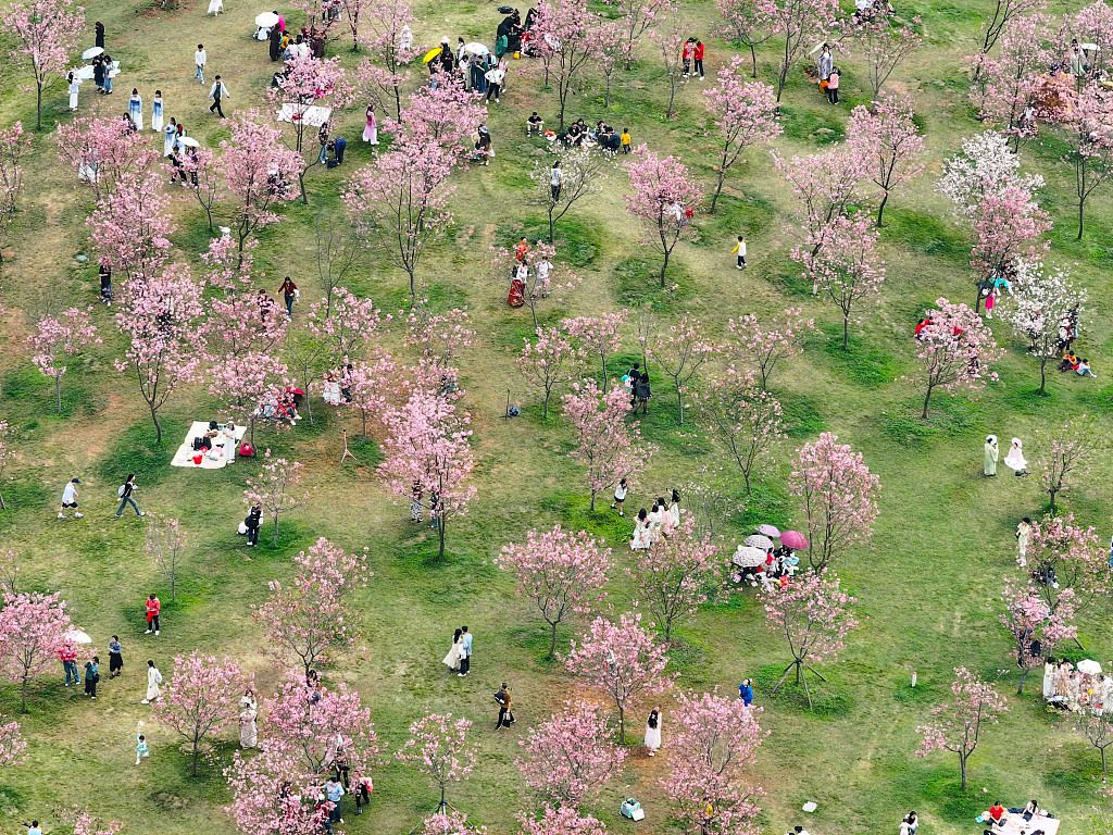 2024年3月16日,广西南宁,游人在青秀山景区的樱花园赏花踏春.