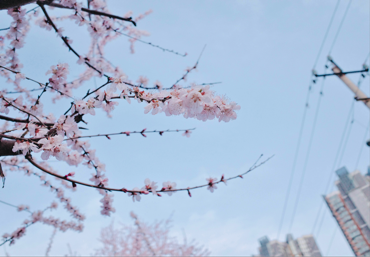 北京街头，美丽的山桃花盛开。人民网记者 刘微摄