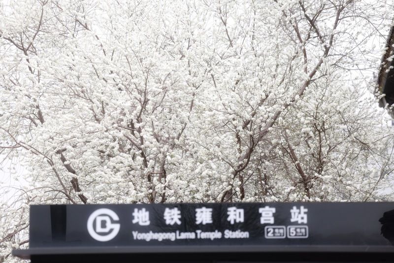 北京白山桃花盛开装点雍和宫地铁站