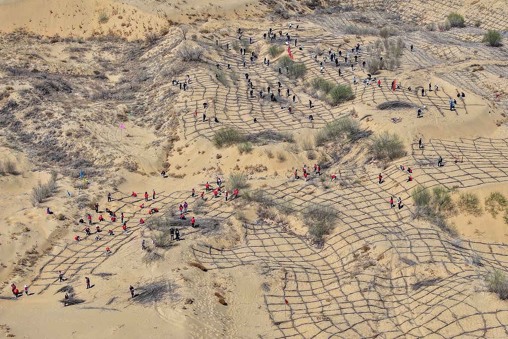 内蒙古鄂尔多斯:库布其沙漠造林治沙热 千人栽植沙障锁黄沙