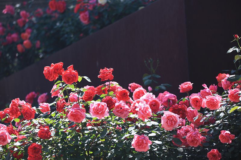 北京月季迎来盛花期