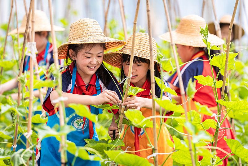 呼和浩特小学生劳动课校园内种植蔬菜