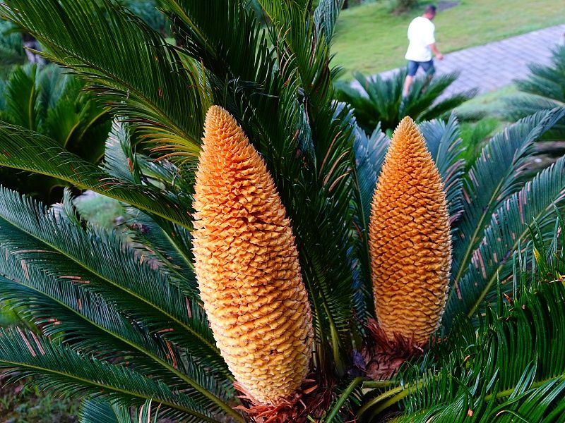 湖北宜昌:铁树开花 雌雄花型各异