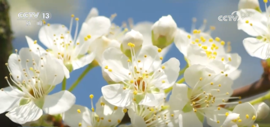 沉浸一竞技平台式感受春日花海独特魅力 “赏花经济”为乡村振兴“增香添彩”(图11)