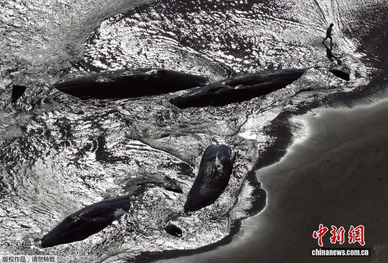 日本千叶县多条抹香鲸集体搁浅