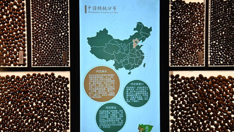 杭州临安建起山核桃产业“大脑”