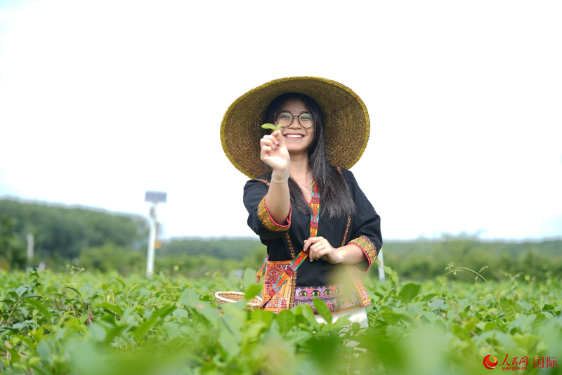 人民网越南籍外专周红芝在白沙五里路茶园体验采茶。（人民网记者 符武平摄）